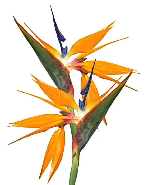 Wild Strelitzia