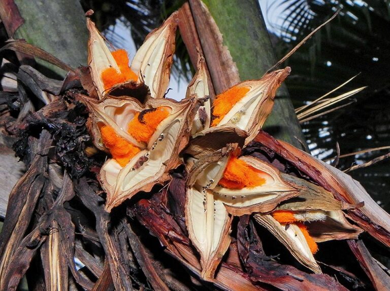 Wild Strelitzia