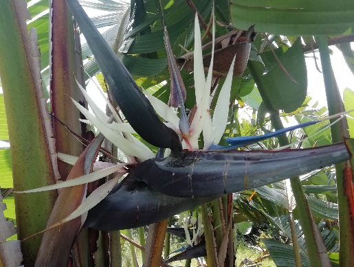 Wild Strelitzia