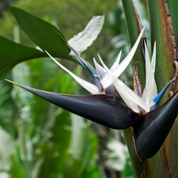 Wild Strelitzia