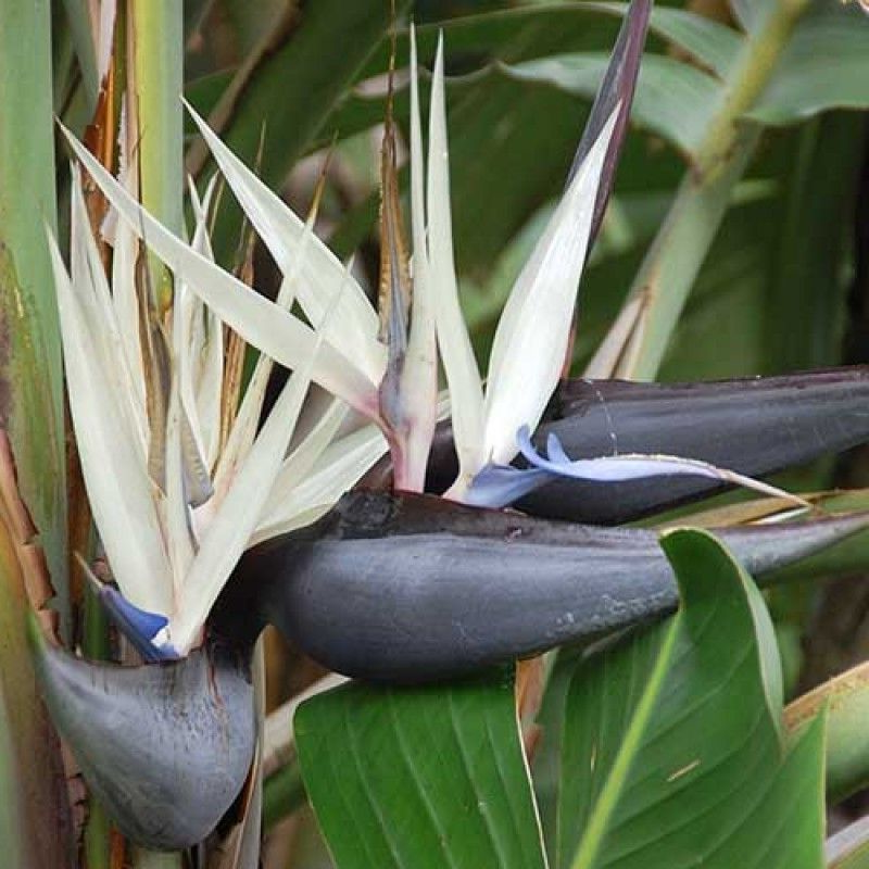 Wild Strelitzia